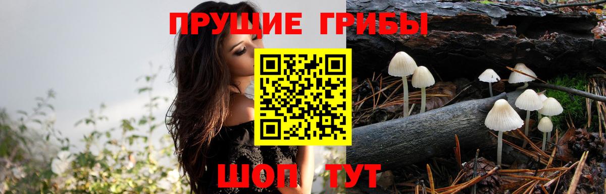 Псилоцибиновые грибы Cubensis Добрянка